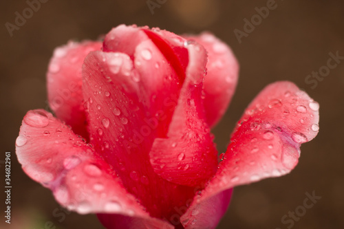 Delicate pink tulip flowers in a flowerbed with raindrops after rain.