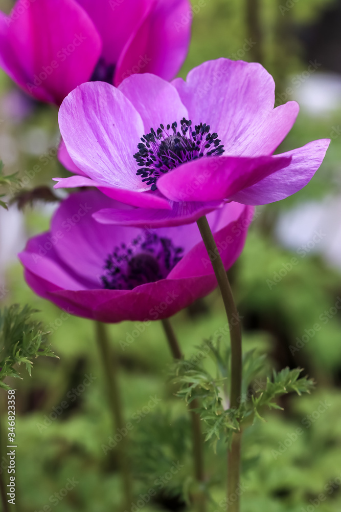 アネモネの花　春イメージ