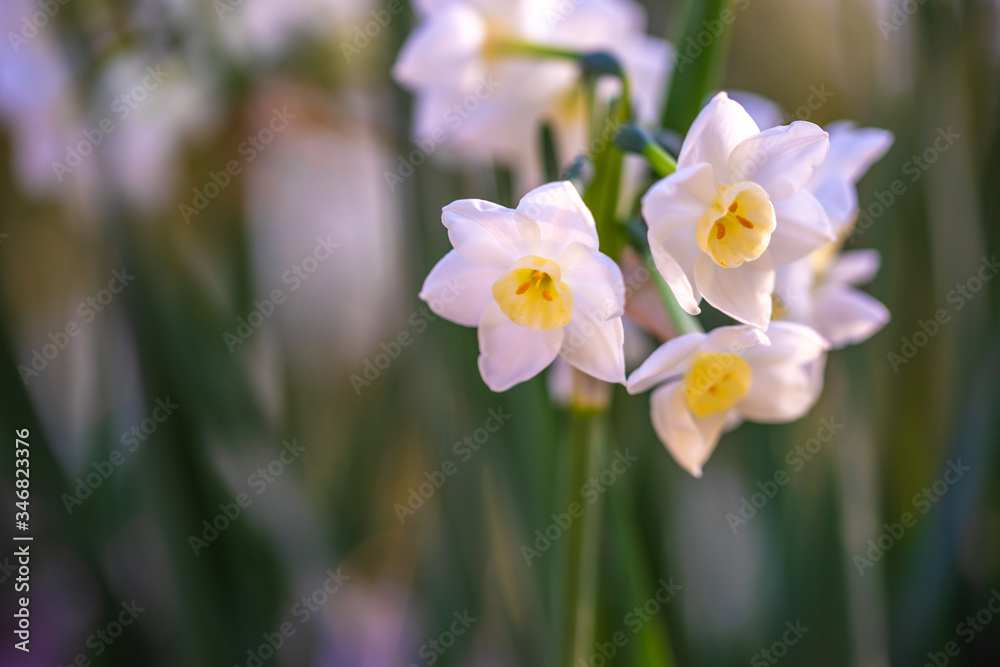 水仙の花 初春イメージ 水仙の花 初春イメージ