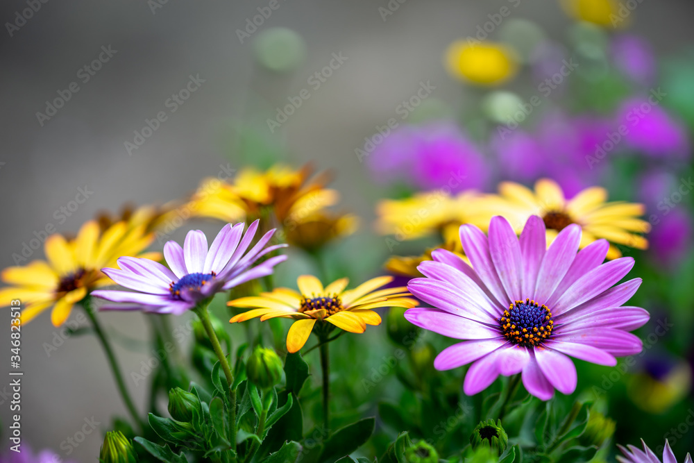 デイジーの花 春のイメージ デイジーの花 春のイメージ