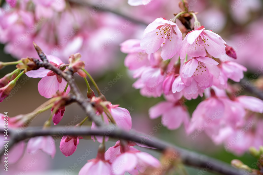 桜の花 春のイメージ 桜の花 春のイメージ
