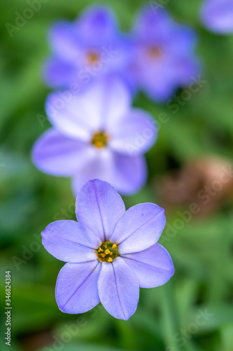 ハナニラの花 春イメージ