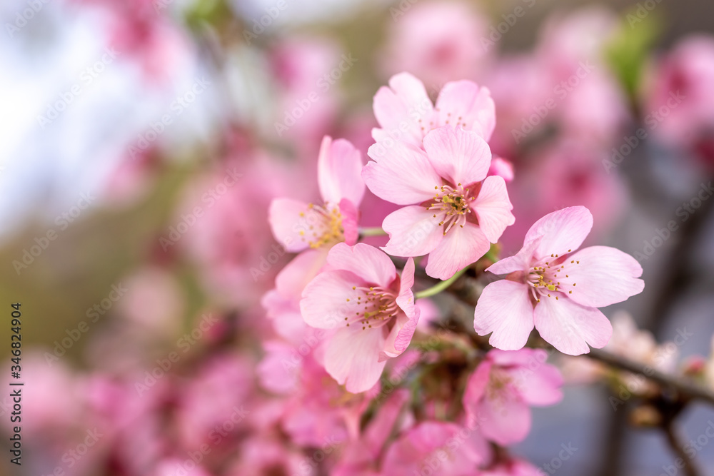 桜の花　春のイメージ