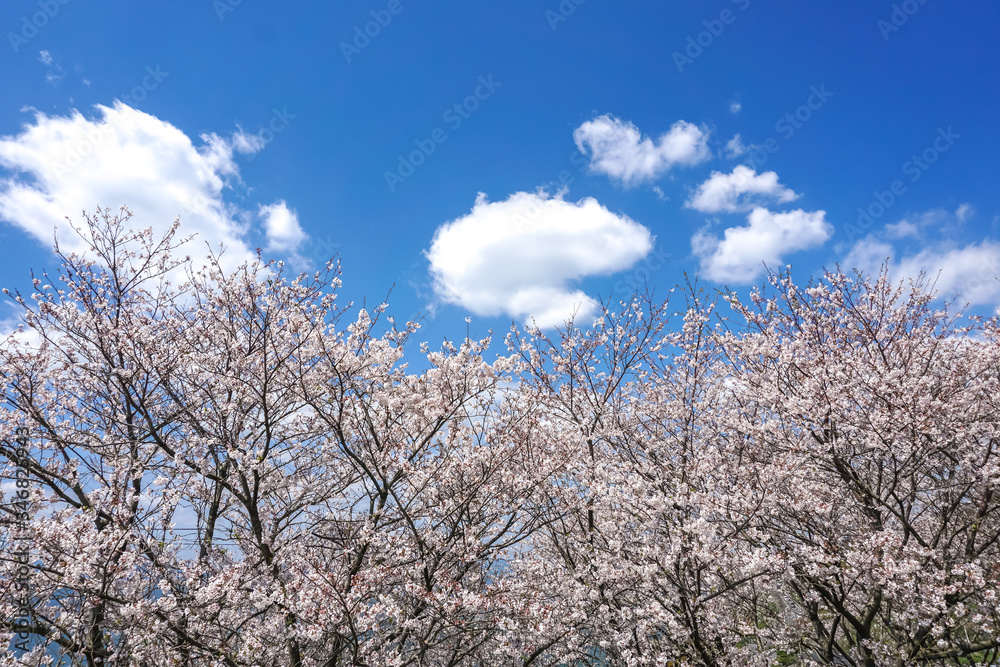 桜の花 春のイメージ 桜の花 春のイメージ