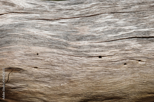 close up structure of a light driftwood photo