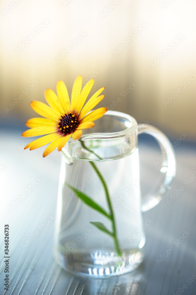 Fototapeta premium デイジーの花 屋外撮影