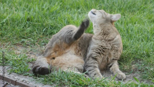 A cat lies on the grass and scratches its neck.  Cat scratching itself - pet allergies or problem with external parasites concept.