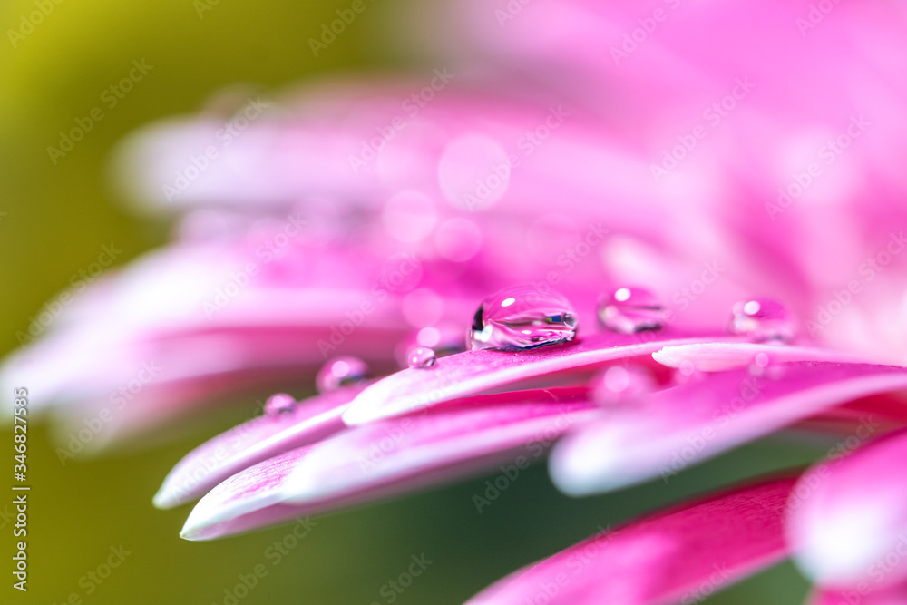 ガーベラの花と水滴　屋内撮影