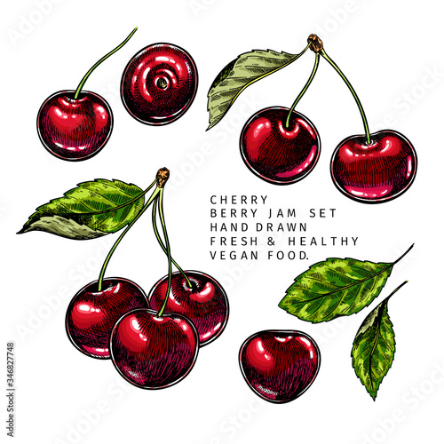 Hand drawn cherry branch, leaf and berry. Engraved colored vector illustration. Bird berry agriculture plant. Summer harvest, jam or marmalade vegan ingredient. Menu, package, cosmetic, food design.