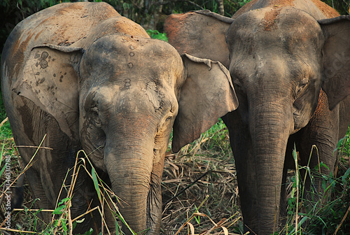 Słonie azjatyckie