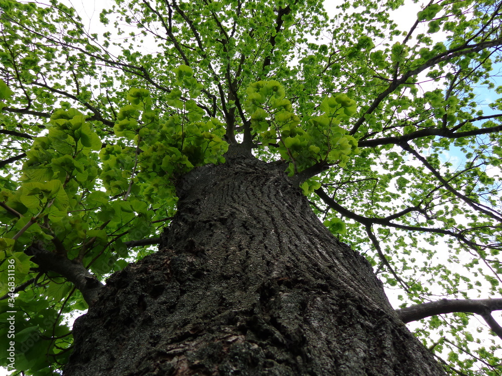 Naklejka premium tree in the park