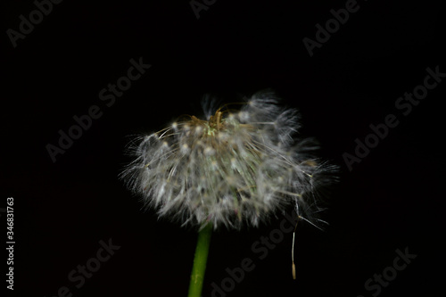 Fototapeta Naklejka Na Ścianę i Meble -  Dandelion seeds blown away by the wind, beautiful dandelion.