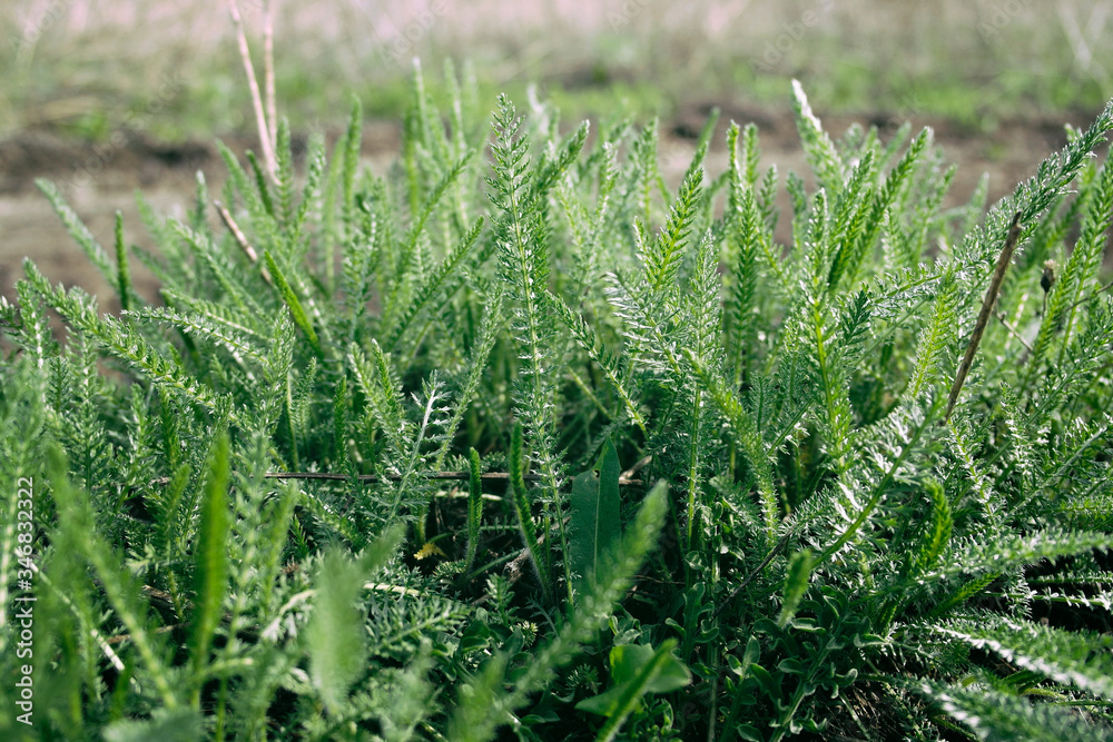 Beautiful green grass. Green grass background. Beautiful green grass. Green grass background.