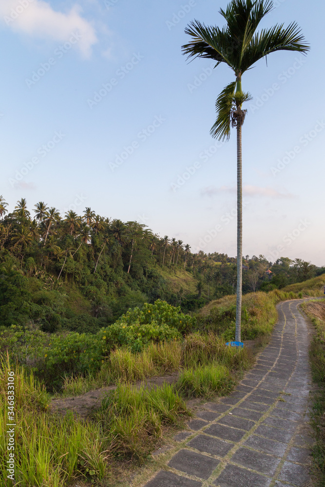 Bukit Campuhan, Ubud, Bali island, Indonesia Bukit Campuhan, Ubud, Bali island, Indonesia