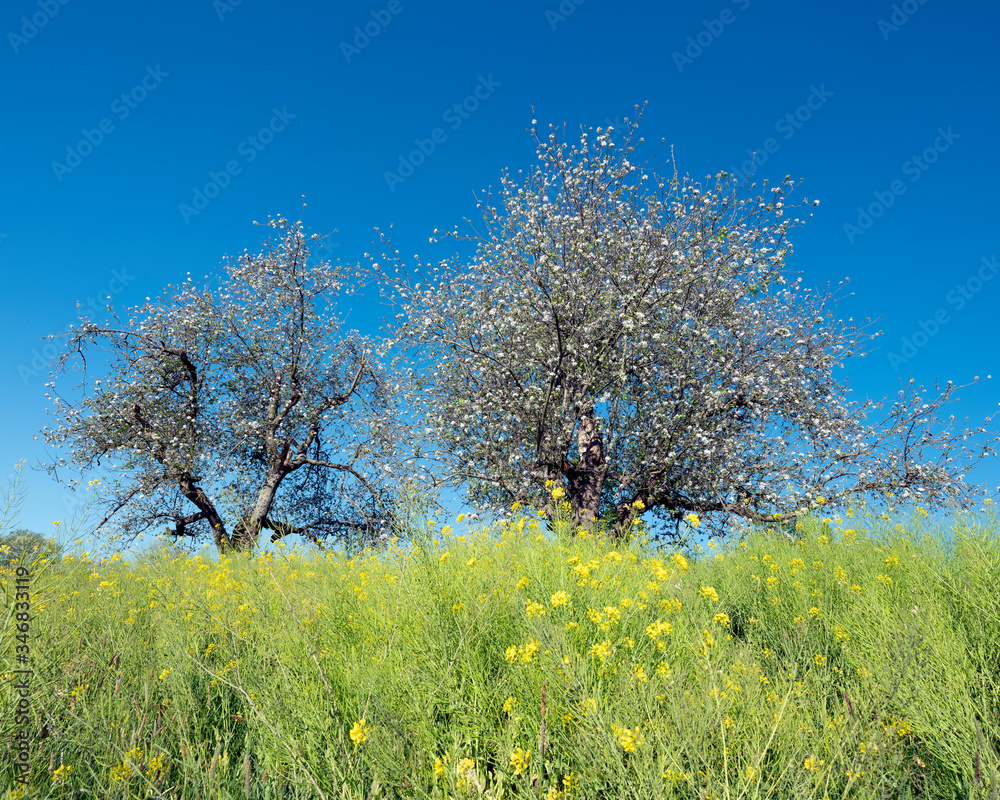 yellow flowers and apple blossoms under blue sky in spring yellow flowers and apple blossoms under blue sky in spring