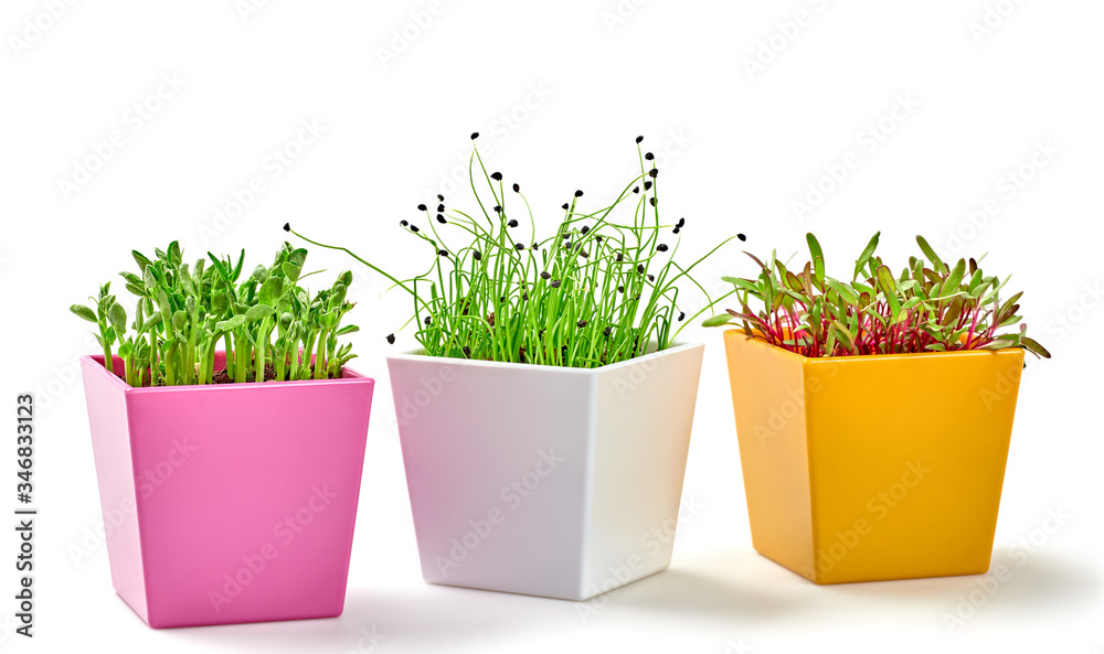 Microgreens sprouts in pots isolated on white background. Vegan set micro onion, pea, beet green shoots. Growing sprouted various seeds, microgreens, banner Microgreens sprouts in pots isolated on white background. Vegan set micro onion, pea, beet green shoots. Growing sprouted various seeds, microgreens, banner