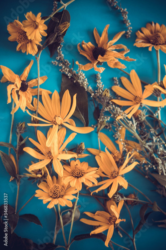Autumn coneflowers