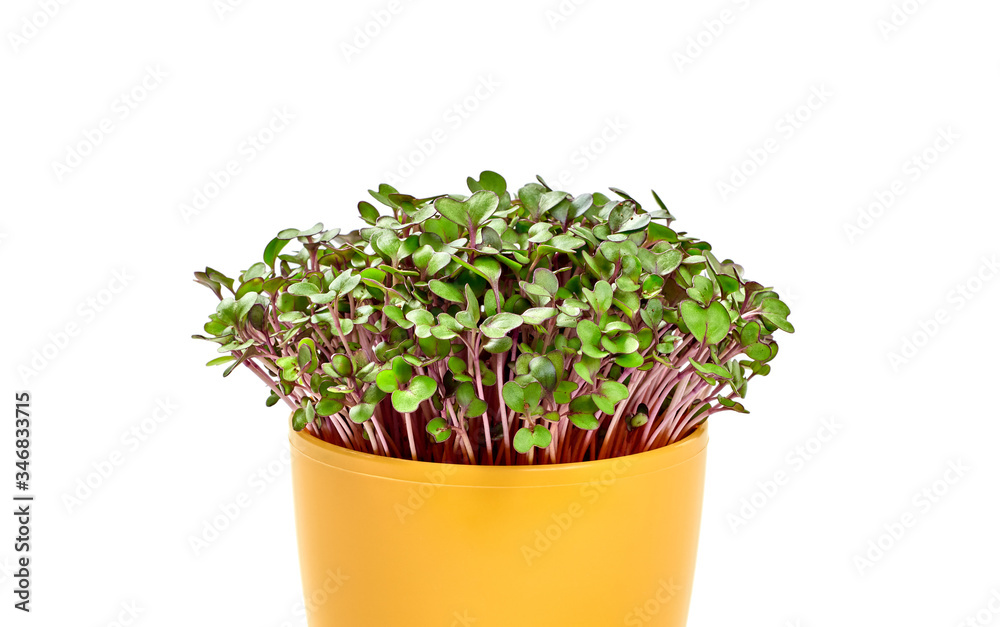 Microgreens cabbage sprouts in pot isolated on white background. Vegan micro kohlrabi cabbage green shoots. Growing sprouted seeds, microgreens, minimal design, closeup