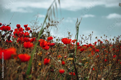 Relaxing summer image of wild poppy flowers. Flowers Background.