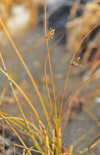 Golden blades of grass near the reservoir, macro photography