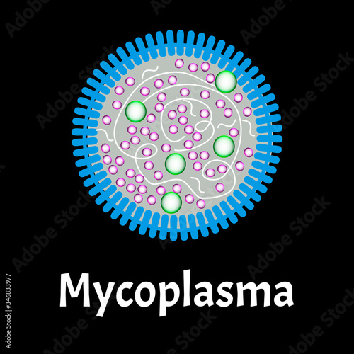 Mycoplasma. Bacterial infections Mycoplasma. Sexually transmitted diseases. Infographics. Vector illustration on isolated background. photo
