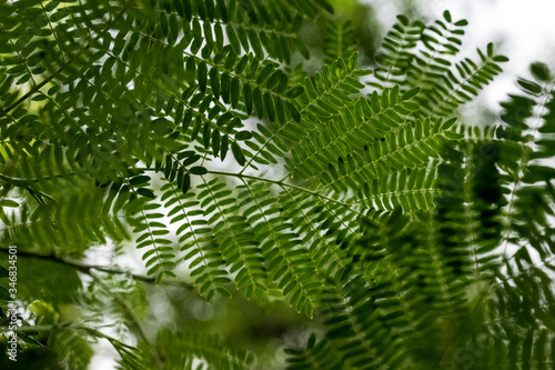 green leaf background