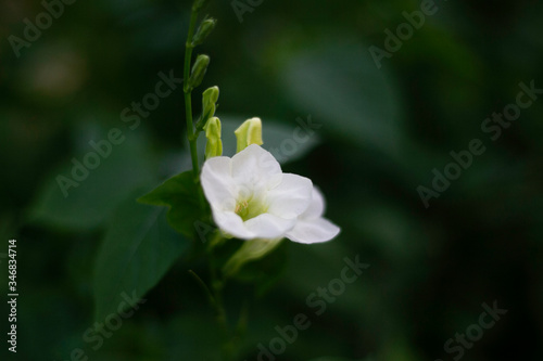 Tropical flowers blossom during summer time
