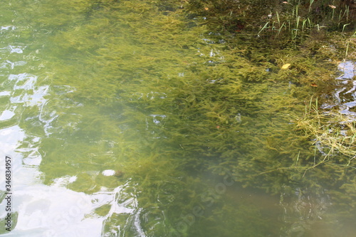 green grass and water