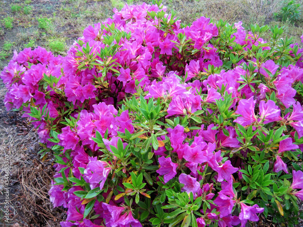 Purple azalea flowers wet in the rain Purple azalea flowers wet in the rain