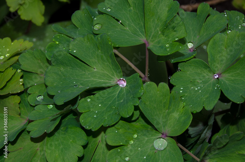 Water drops after rain on green foliage