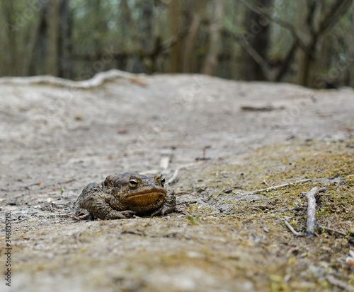 Big green toad in the forest. reptiles photo