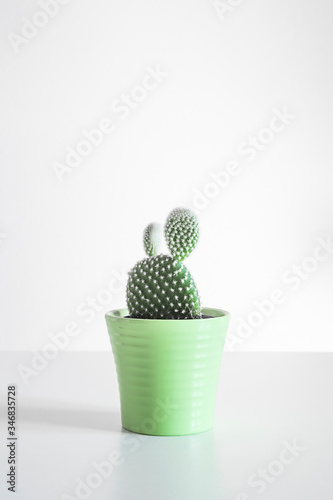 Cactus in a pot | clean minimalist airy bright studio photography | botanical plant indoor succulent cactus | bunny ears potted mini cactus on white background | vertical photo of houseplant