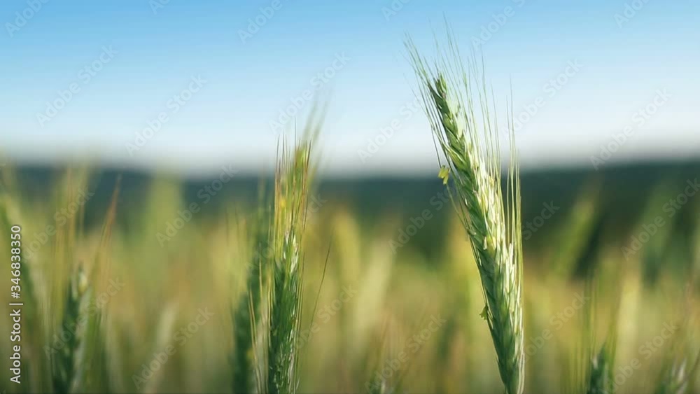 Closeup of green wheat in sunlight. Closeup of green wheat in sunlight.