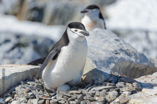 Chinstrap penguin with egg on the beach in Antarctica © Alexey Seafarer