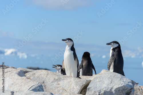 Chinstrap penguin climbing on rock in Antarctica   