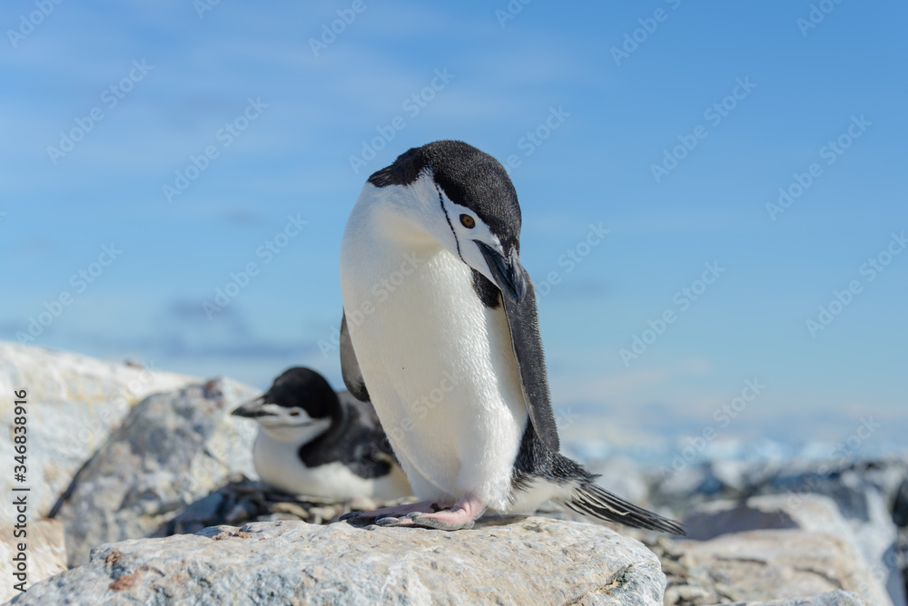Naklejka premium Chinstrap penguin on the beach in Antarctica