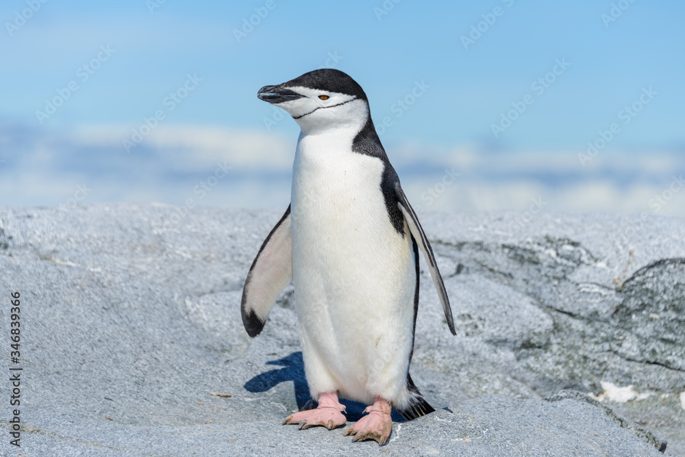 Obraz premium Chinstrap penguin on the beach in Antarctica