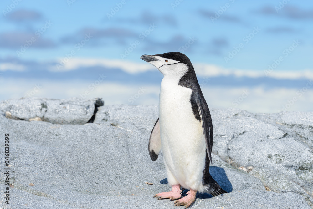 Fototapeta premium Chinstrap penguin on the beach in Antarctica