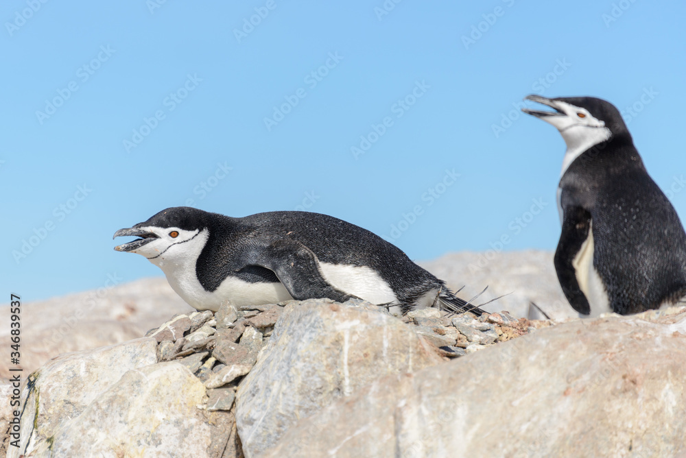 Fototapeta premium Chinstrap penguin on the beach in Antarctica
