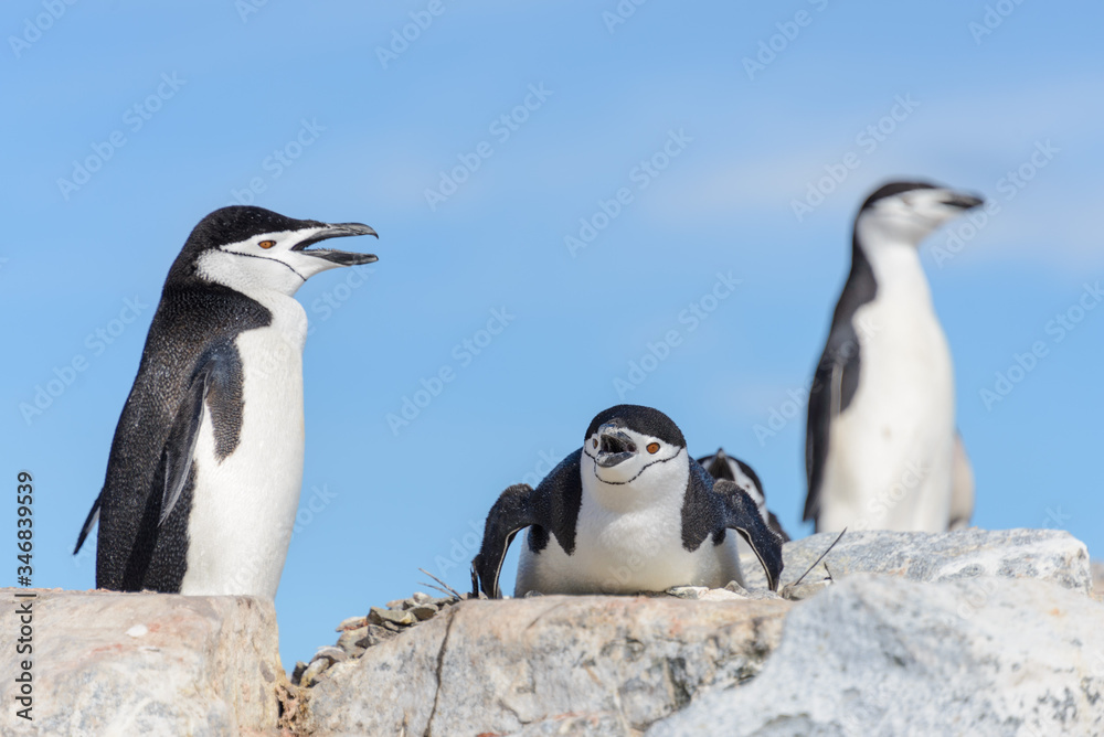 Fototapeta premium Chinstrap penguin on the beach in Antarctica