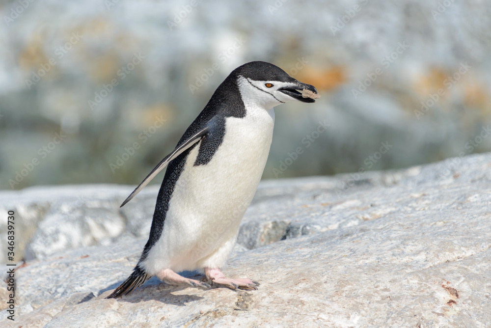 Naklejka premium Chinstrap penguin on the beach in Antarctica