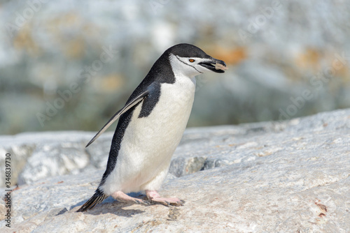 Chinstrap penguin on the beach in Antarctica