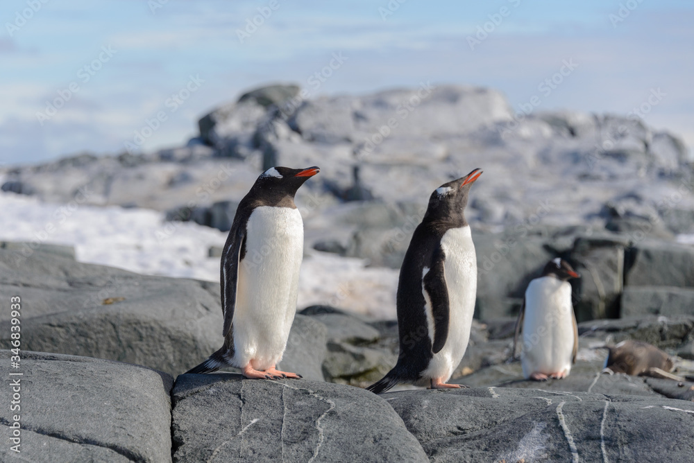 Fototapeta premium Gentoo penguin on rock in Antarctica