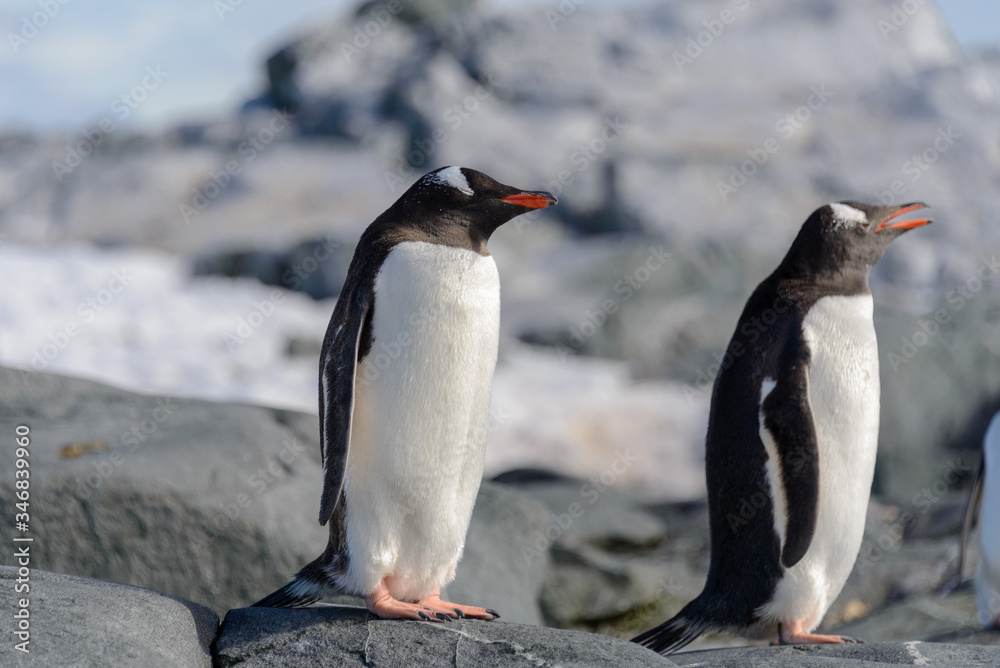Naklejka premium Gentoo penguin on rock in Antarctica