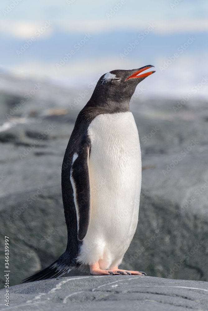 Naklejka premium Gentoo penguin on rock in Antarctica