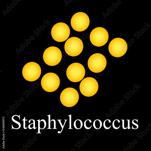 Staphylococcus aureus. Bacteria staphylococcus. Infographics. Vector illustration on isolated background.