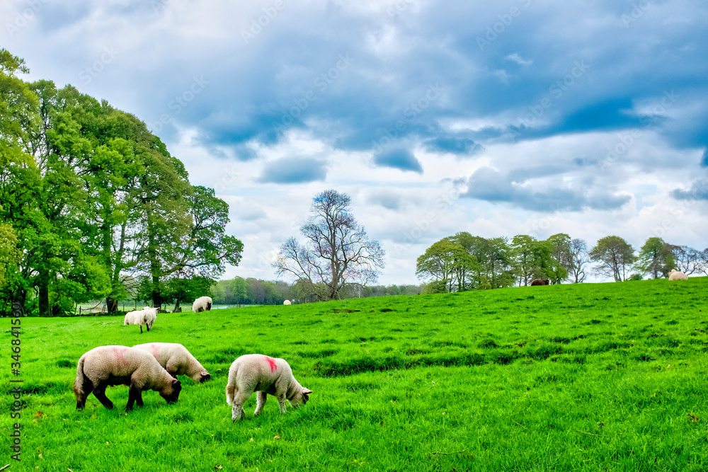 Galway sheeps Galway sheeps