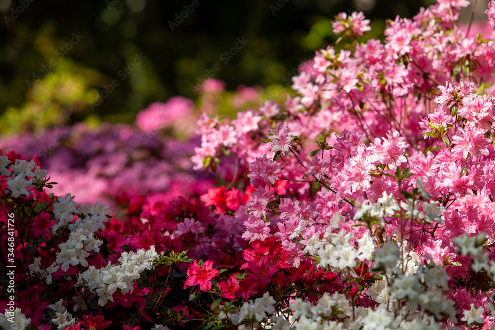 Rhododendron flowers close in the sunlight. Background of flowers.