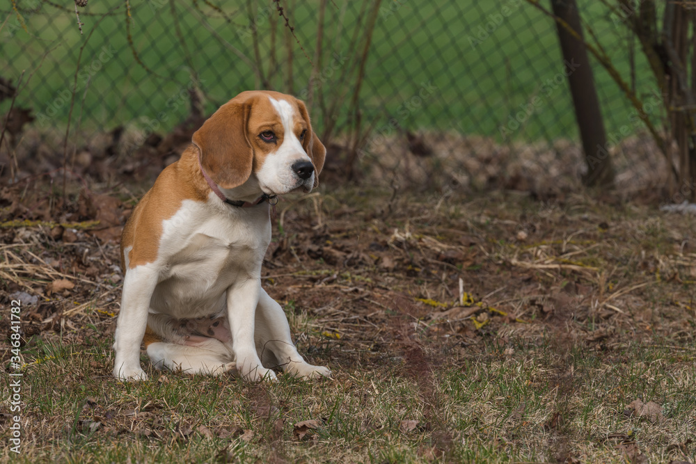 close-up portrait of a beagle bitch, sitting and looking intently somewhere