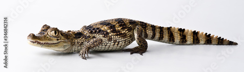 young crocodile on a white background
